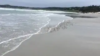 Birds running on the beach