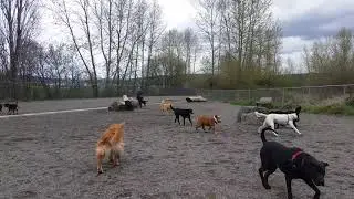 Sirius Pet Care: Magnuson Dog Park 110917 3