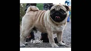 Pug puppy for sale champion lineage   mob : 9633988146