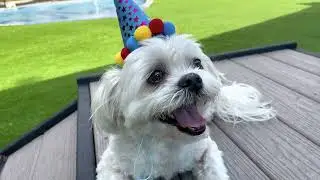 Is your pet ready to PAWTY!