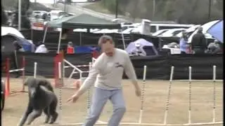 Standard Poodle Agility Run at Dog Show