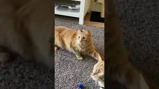 Cats Scared🙀Pillows