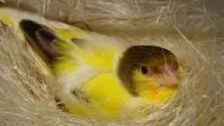 A Canária deitou para chocar !!! Eu posso retirar o macho??? - Canaril do Alemão