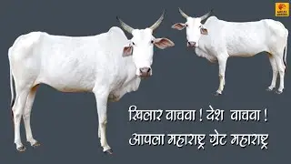 खिलार गायीचे आपल्या संस्कृतीमध्ये असलेले महत्त्व ? importance of Khilar cow in Maharashtra | माहिती