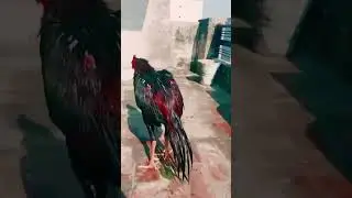 @aseeil morga #birds #short #