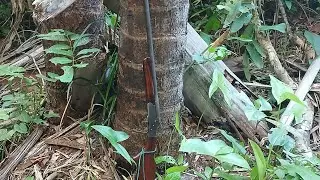 Reabastecendo Serva de jacaranda e Taturuba!!