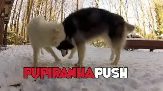 WFC The PuPiranha Push (WOOF Fun Championship Move 2)