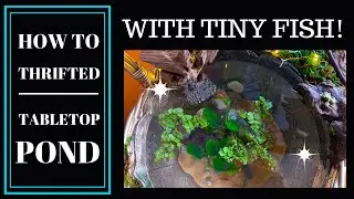 Creating an Indoor Pond in Our Kitchen! - **THRIFTED** Supplies and **TINY** Fish!🌱🐠🌿