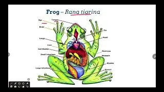 @HR_Academy-SA Frog &.  Mustard plant grade 9th.biology.   English and Urdu 9th