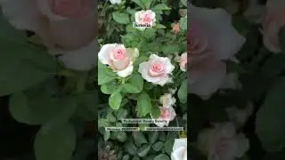 #rose #jumelia #rosenursery #pushpanjalirosery #online