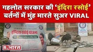 जिस Indira Rasoi का उद्घाटन कर गहलोत सरकार ने लूटी थी वाहवाही, उसके बर्तनों में मुंह मारते मिले सूअर
