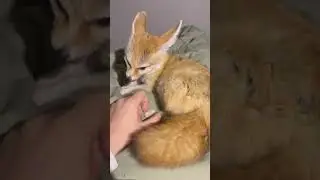 #fennec #foxy #desertfox #фенек