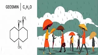 Why Rain Smells So Good: Geosmin and Microbial Magic