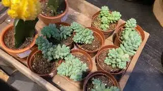 Plant    Sucuulent donkey tail   रसिला   गधा  पुच्छर  बोट