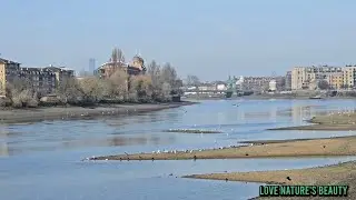 Satisfying Relaxing Nature | The Amazing Wildlife In River Thames London | Love nature's beauty