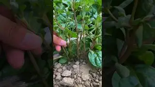 Portulaca oleracea is a common plant in the garden do you consider it as a vegetable? #plants