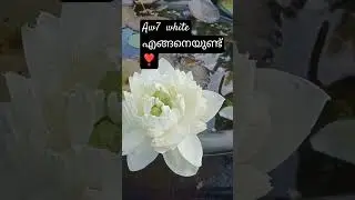aw7 white എങ്ങനെയുണ്ട് 🥰#flowers #lotusflower #shorts