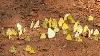 Yellow Butterflies || a White Butterfly  || Mottled Butterfly  || Butterflys Of India | Nature World