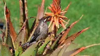Red Wattlebirds in Melbourne, Nov 2022