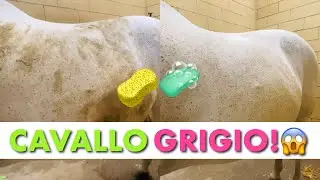 PULISCO UN CAVALLO GRIGIO! - challenge! ⏰😱🧽