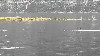Dueling Western Grebe Birds