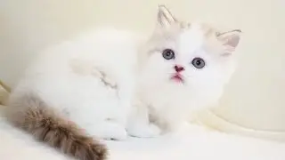 Scottish Straight Longhair Male with Seal Mink Mackerel Tabby & White