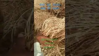 Lentil cultivation from the point of view of production🤔🤔🤔