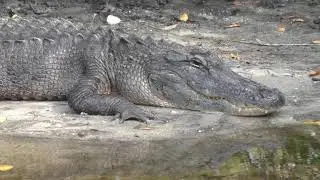 Black Point Wildlife Drive-2026