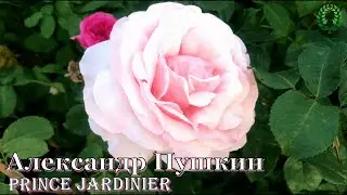 Роза Александр Пушкин /Prince Jardinier. Видео/карта. Питомник 🌹 и 🌲 Е. Иващенко