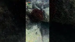 What is the DANGEROUS CrownofThorns Starfish? #starfish @bbcearth @animalplanet