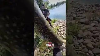 Pesca de lucio con swimbait. Saco mi nuevo record de lucio. Fishing pike