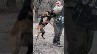 🔥Super dog! Malinois attacks the 