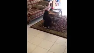 Monkey costume