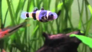 Bumble Bee Goby in a planted community tank.