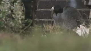 Rare bird rescue on Broadway
