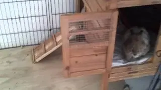 house rabbit set up