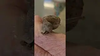 Snail Rehabilitation