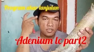 Program akar lanjutan, adenium long caudex part 2 