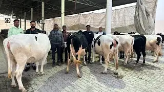 पूने के पशु पालक ने करनाल डेरी से 35-40 लीटर दूध वाली गायें एक लाख के हिसाब से ख़रीदी | Karnal Dairy