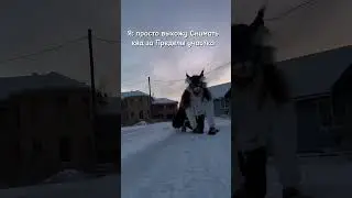 Да, так и живу ( идея вроде моя ) #theriantropy #snow #furry #therian #winter