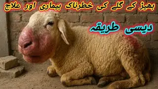 منہ اور گلے کی سوجن کا دیسی علاج | جانوروں کی خطرناک بیماری کی پہچان