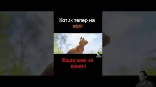 Котик тепер на волі #gaming #stray #games #stream #videogames #ukraine #летсплеїукраїнською #ігри