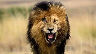 Лицо со шрамом | Нерассказанная история короля льва