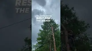 Tree Removal & Tree Trimming | All Expert Tree Care