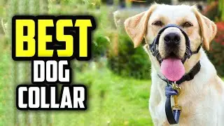 ☑️ Top 5 Best Dog Collars of 2025 : Which one should you buy?..😍✨