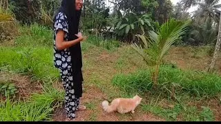 ആമിയെ നടത്താൻ ഇറങ്ങി ആമി ഞങ്ങളെ നടത്തിച്ചു