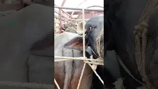 Buffalo Unloading Truck