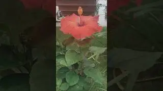 Gaint hibiscus flower plant at home #hibiscus #semparuthi #sempoove #shorts
