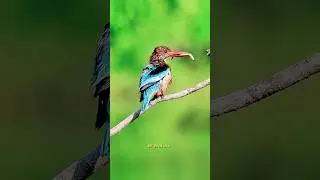 White-breasted Kingfishe#birds #nature #kingfisher #music #wildlife #wildlifephotography