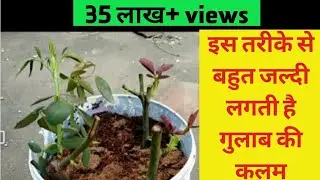 गुलाब की कलम लगाने का सबसे successful और आसान तरीका Easiest method for rose plant grow